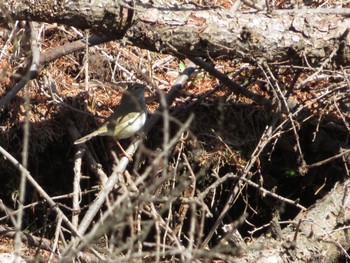 Unknown Species Tomakomai Experimental Forest Sat, 4/13/2024