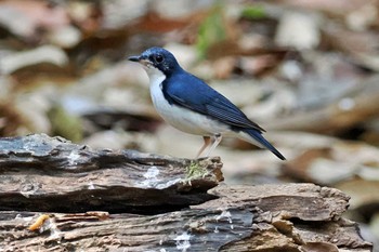 Siberian Blue Robin ベトナム Wed, 4/3/2024