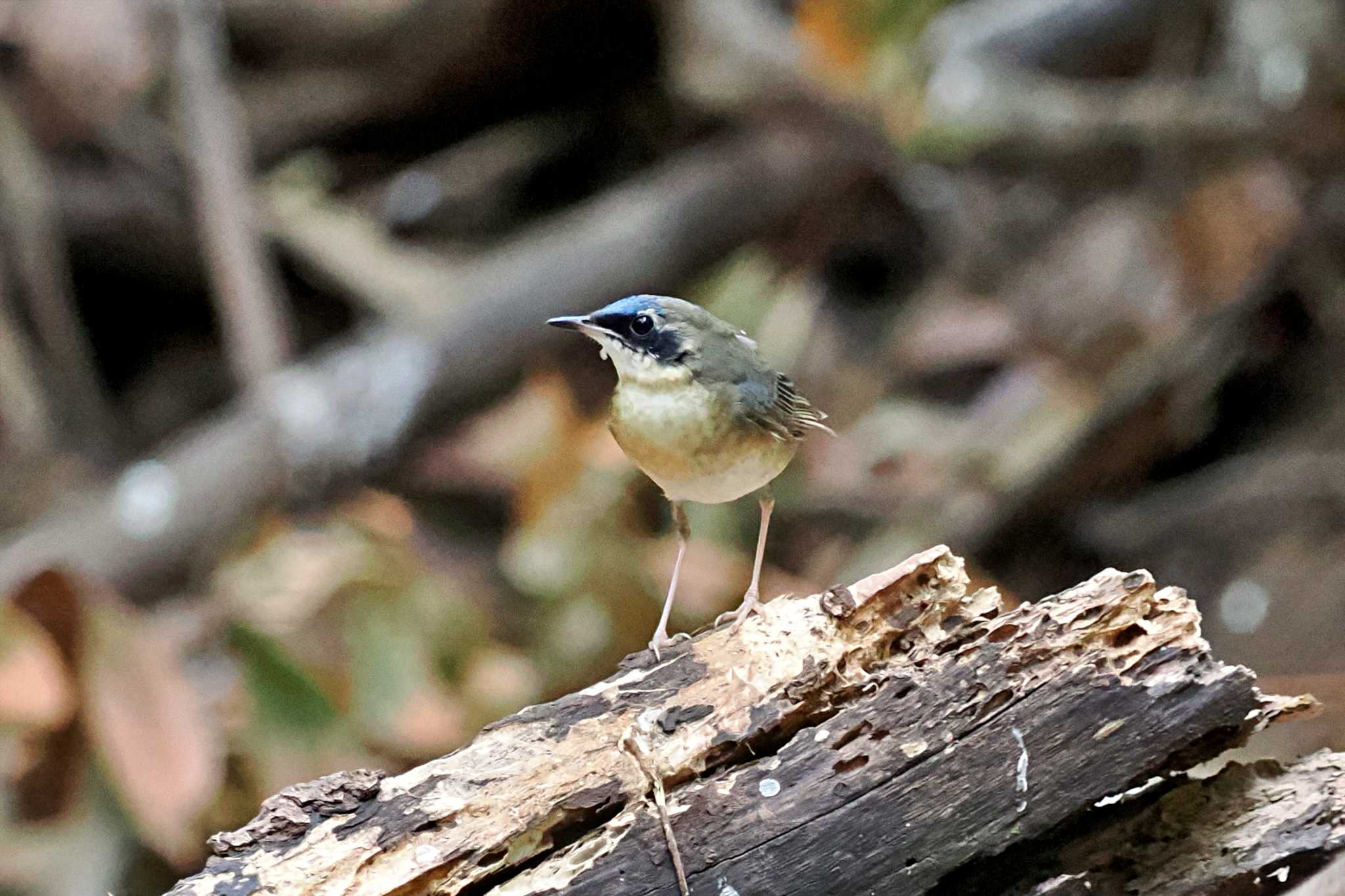 Photo of Siberian Blue Robin at ベトナム by 藤原奏冥