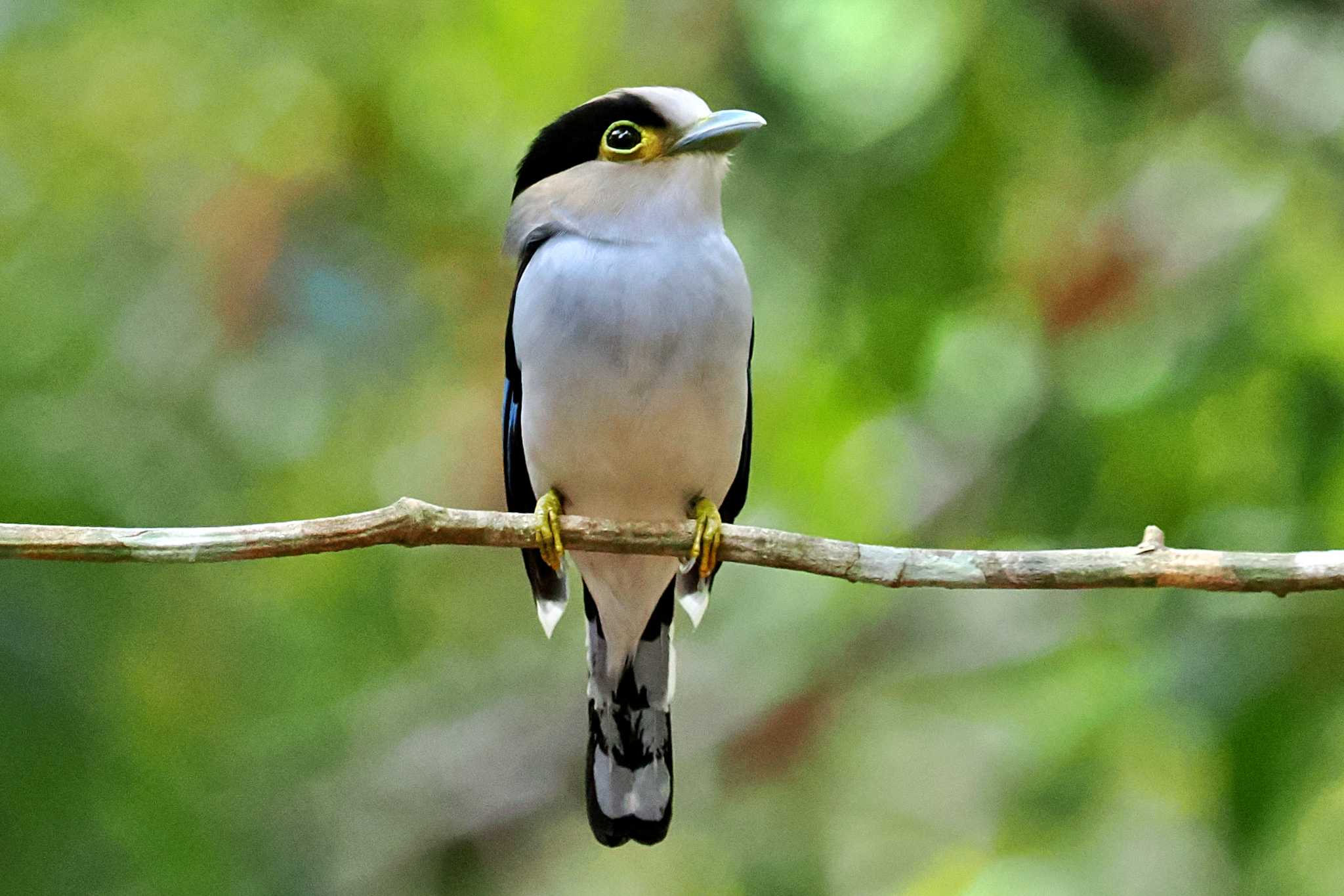 Photo of Silver-breasted Broadbill at ベトナム by 藤原奏冥