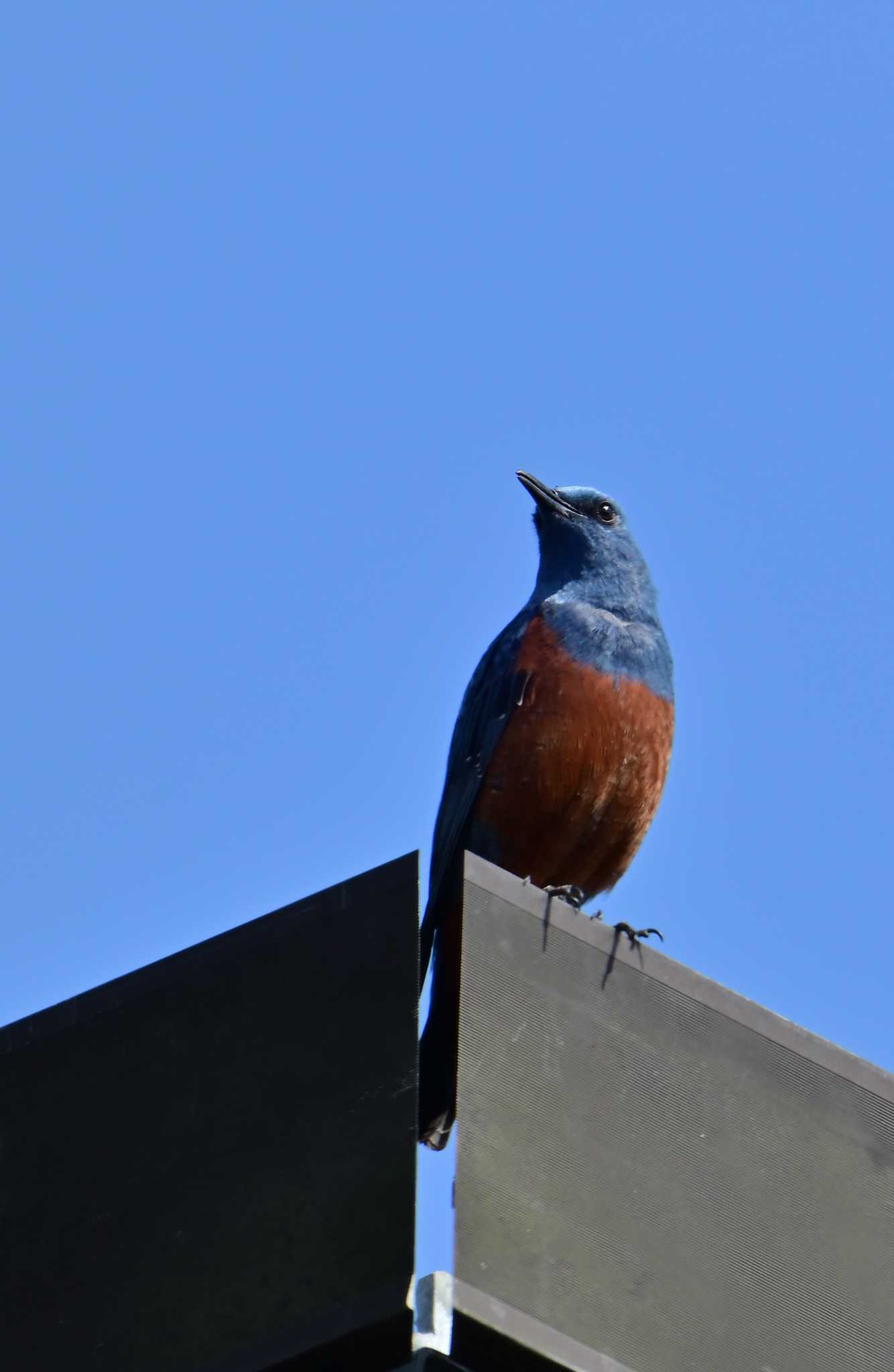 Blue Rock Thrush