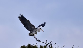 アオサギ 磐田市 2024年4月6日(土)