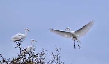 Medium Egret 磐田市 Sat, 4/6/2024