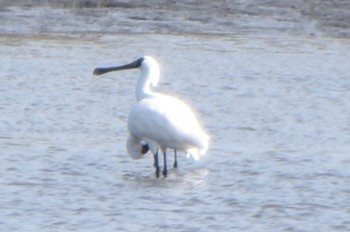 Black-faced Spoonbill Kasai Rinkai Park Sat, 4/13/2024