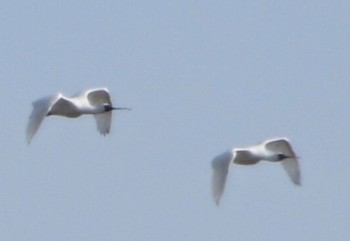 Black-faced Spoonbill Kasai Rinkai Park Sat, 4/13/2024