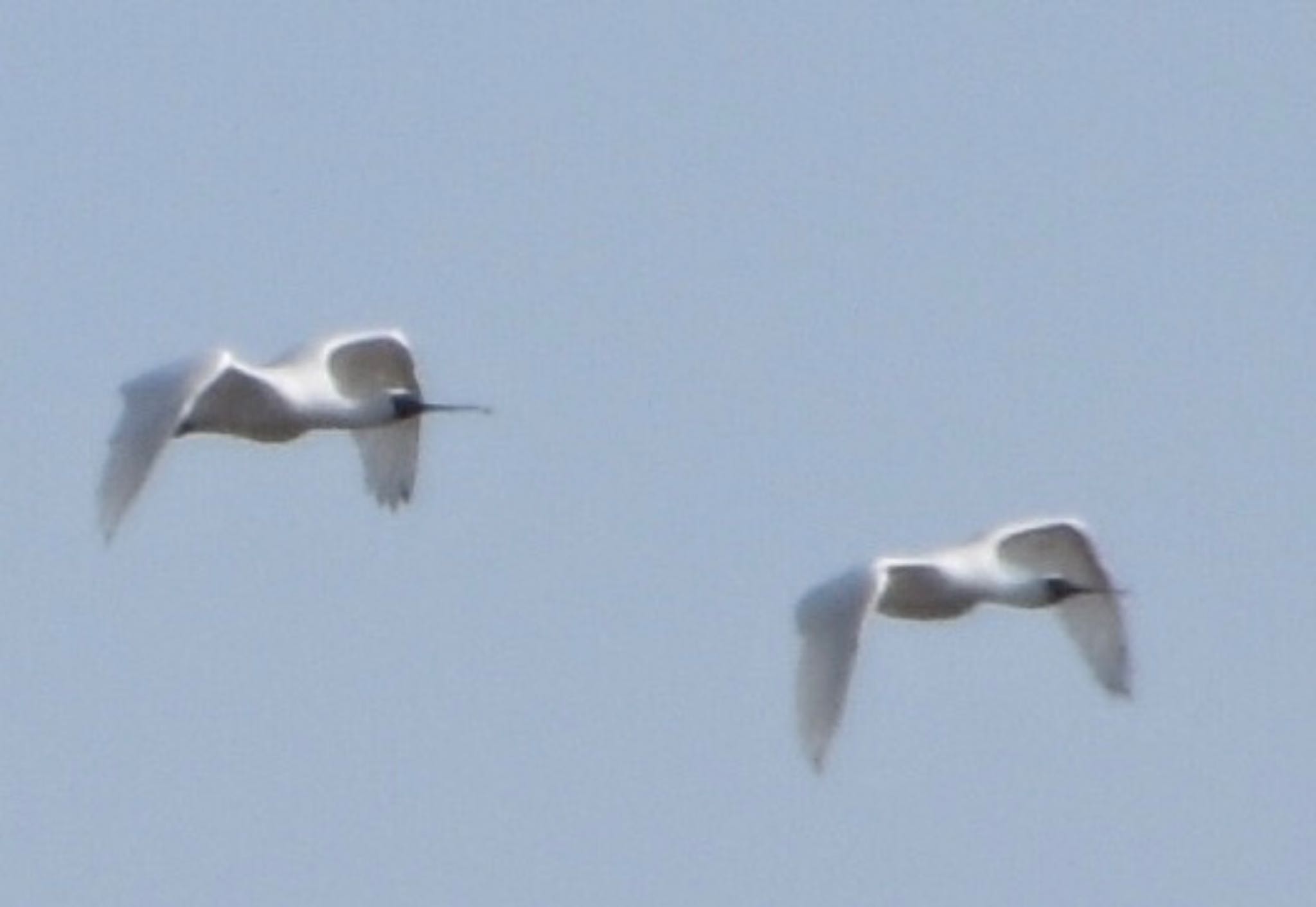 Black-faced Spoonbill