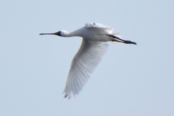 クロツラヘラサギ 葛西臨海公園 2024年4月13日(土)