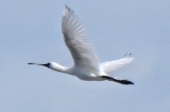 クロツラヘラサギ 葛西臨海公園 2024年4月13日(土)