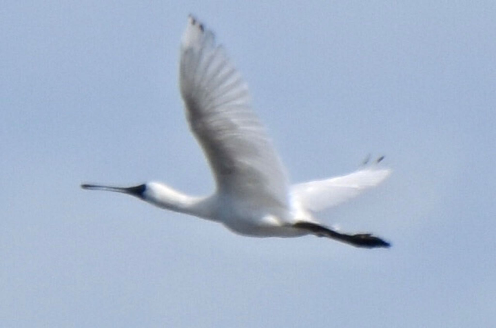 Black-faced Spoonbill