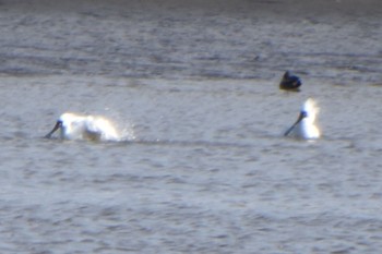 クロツラヘラサギ 葛西臨海公園 2024年4月13日(土)