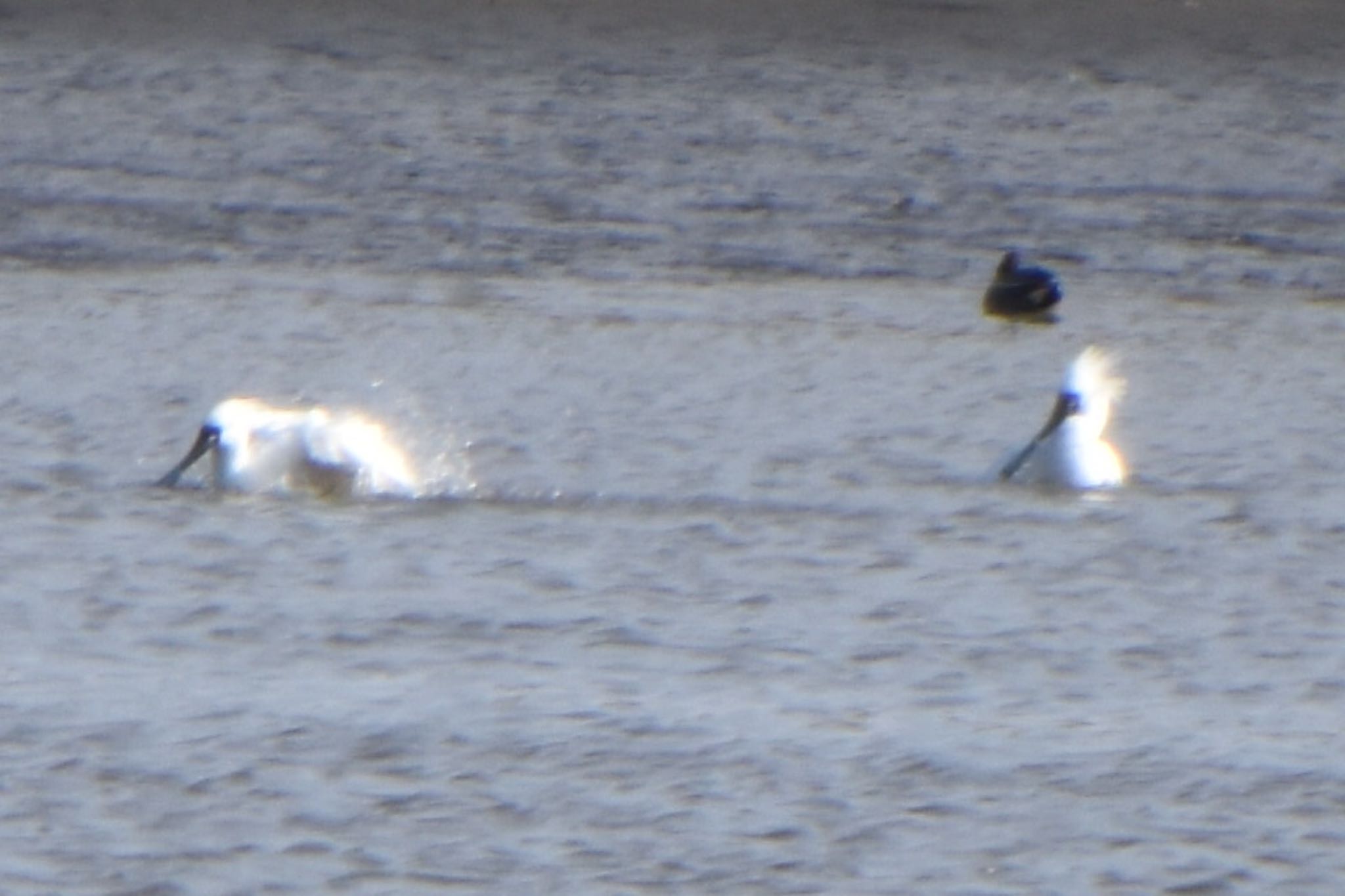 Black-faced Spoonbill