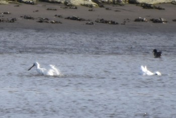 クロツラヘラサギ 葛西臨海公園 2024年4月13日(土)