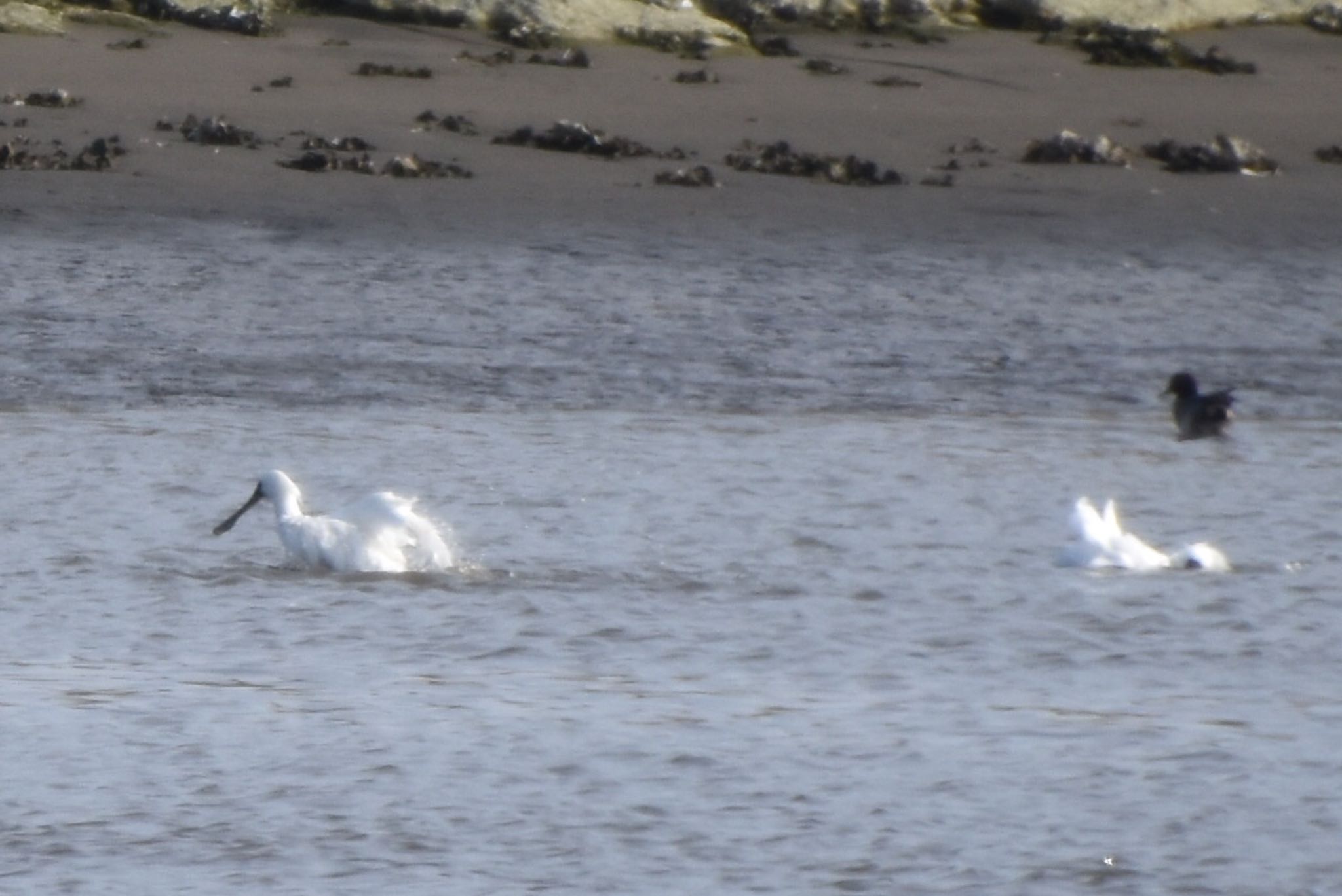 Black-faced Spoonbill