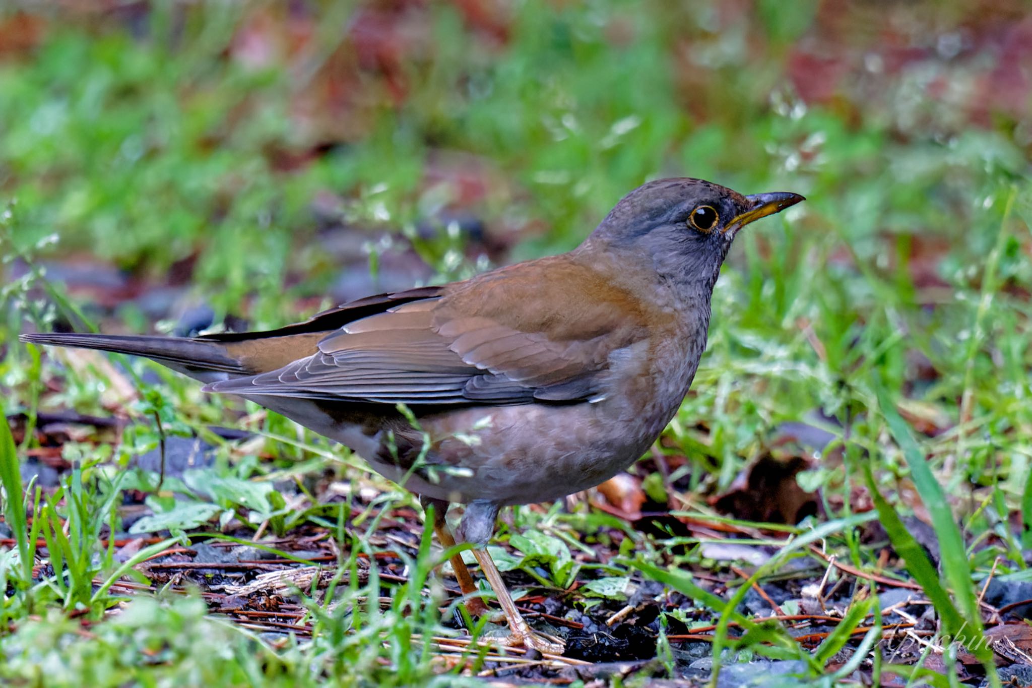 Photo of Pale Thrush at 真鶴岬 by アポちん