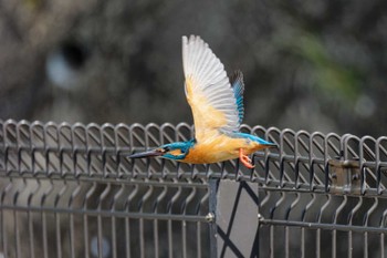 Common Kingfisher 京都府 Sat, 4/13/2024