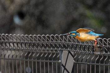 Common Kingfisher 京都府 Sat, 4/13/2024