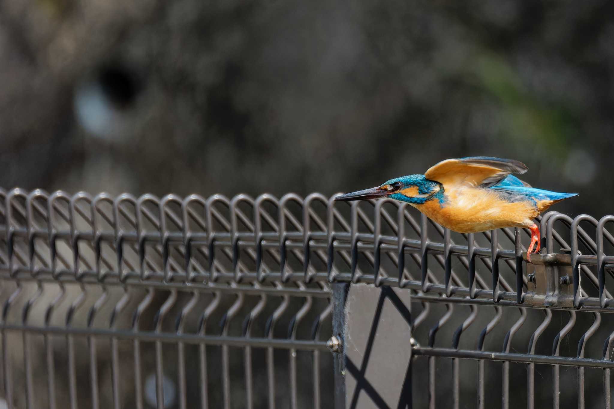 Photo of Common Kingfisher at 京都府 by Syun