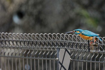 Common Kingfisher 京都府 Sat, 4/13/2024