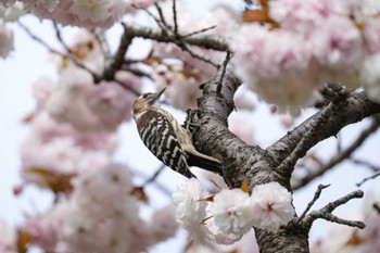 Japanese Pygmy Woodpecker 鶴舞公園(名古屋) Sat, 4/13/2024