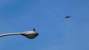 2024年4月13日(土) 布目ダムの野鳥観察記録