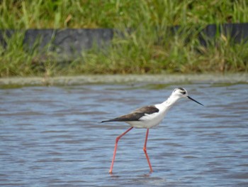 Black-winged Stilt 愛知県愛西市立田町 Sat, 4/13/2024