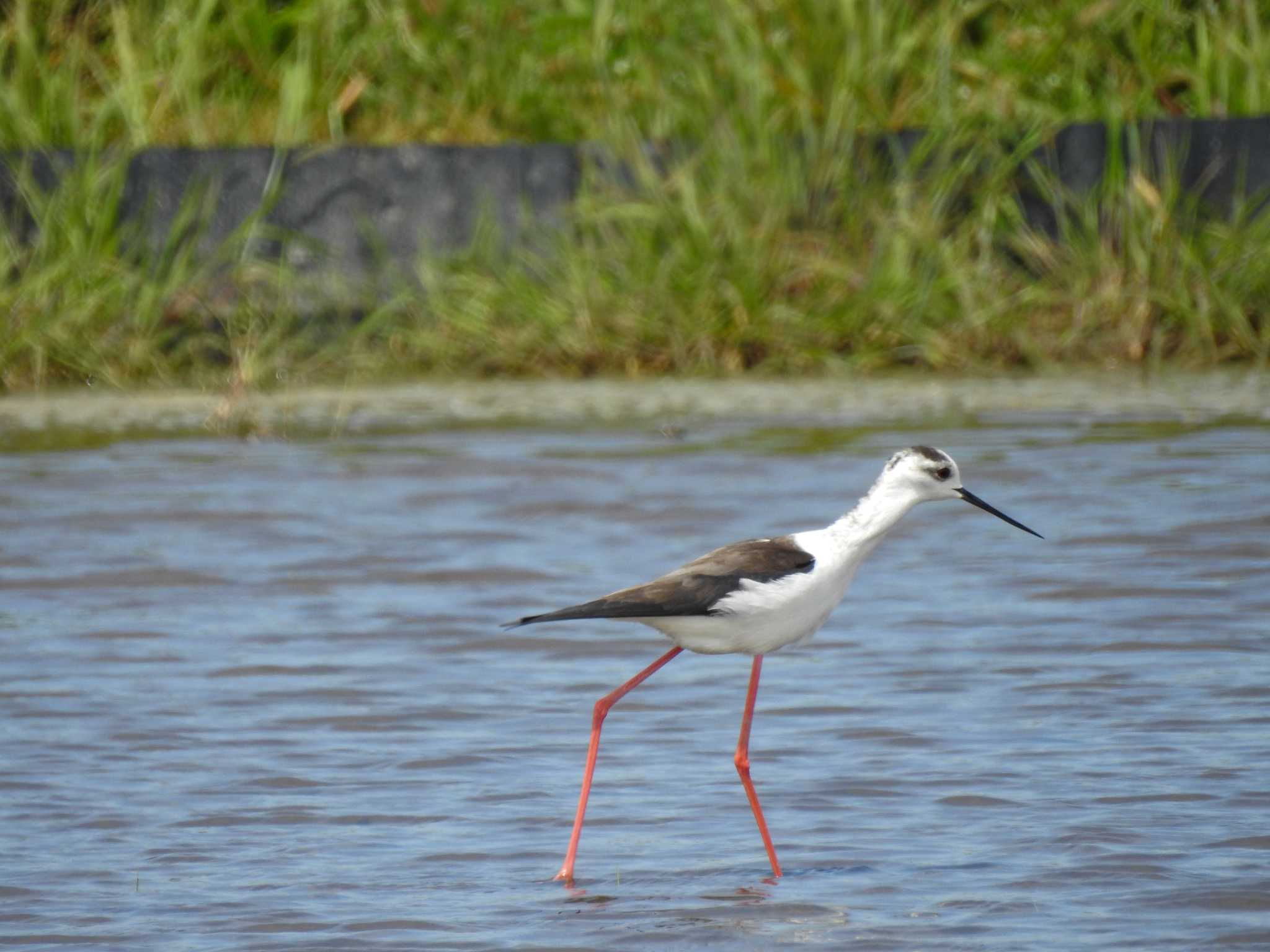 Black-winged Stilt