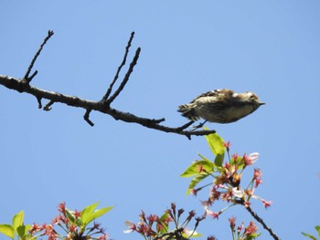 Japanese Pygmy Woodpecker 庄内緑地公園 Sat, 4/13/2024