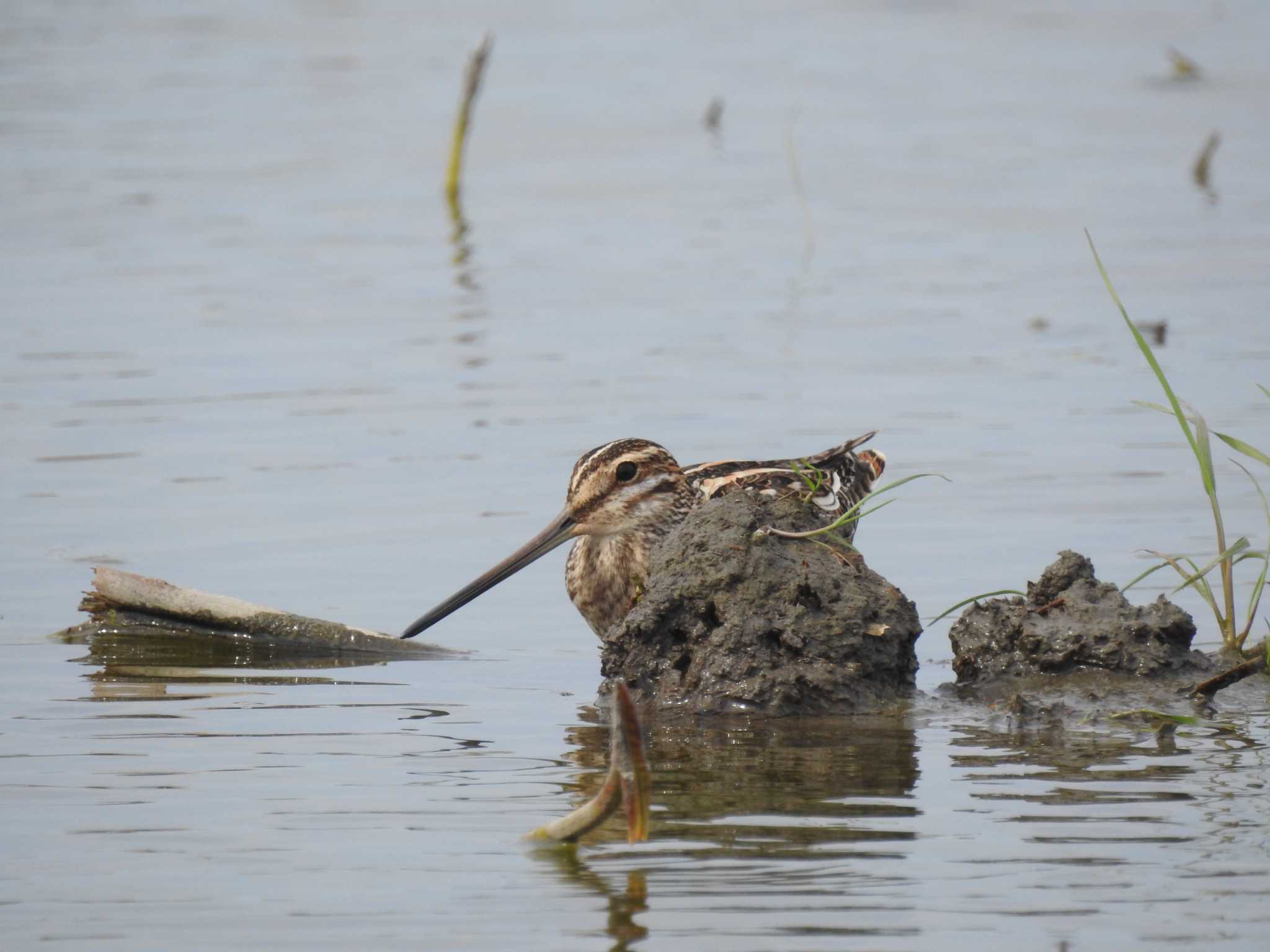 Photo of Common Snipe at 愛知県愛西市立田町 by どらお