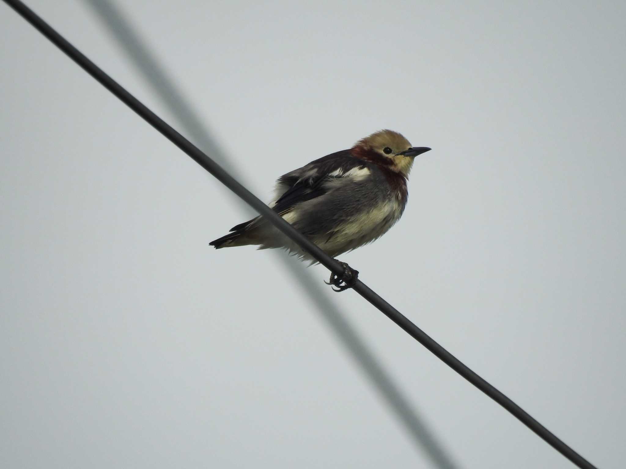 Chestnut-cheeked Starling