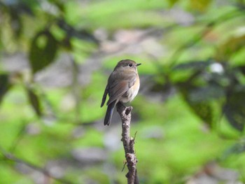 Red-flanked Bluetail 庄内緑地公園 Sat, 4/13/2024