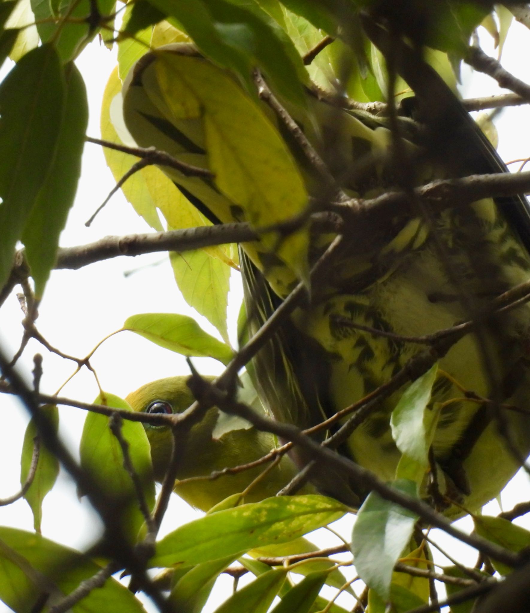 White-bellied Green Pigeon