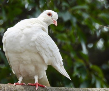 Rock Dove 愛知県 Thu, 4/11/2024