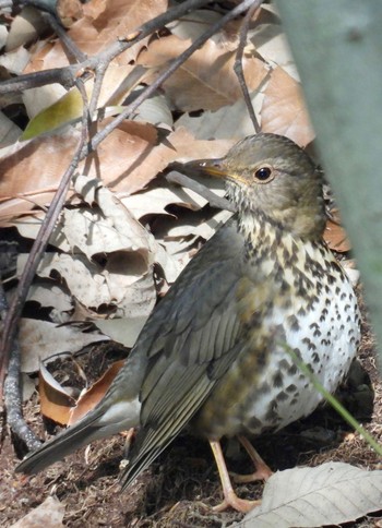 Japanese Thrush 愛知県 Thu, 4/11/2024