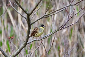 Masked Bunting あいち健康の森公園 Sun, 4/7/2024