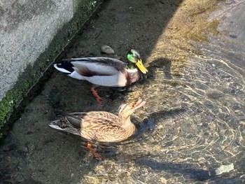 Mallard 室見川 Sat, 4/13/2024