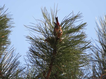 Red Crossbill 中島公園 Sat, 4/13/2024