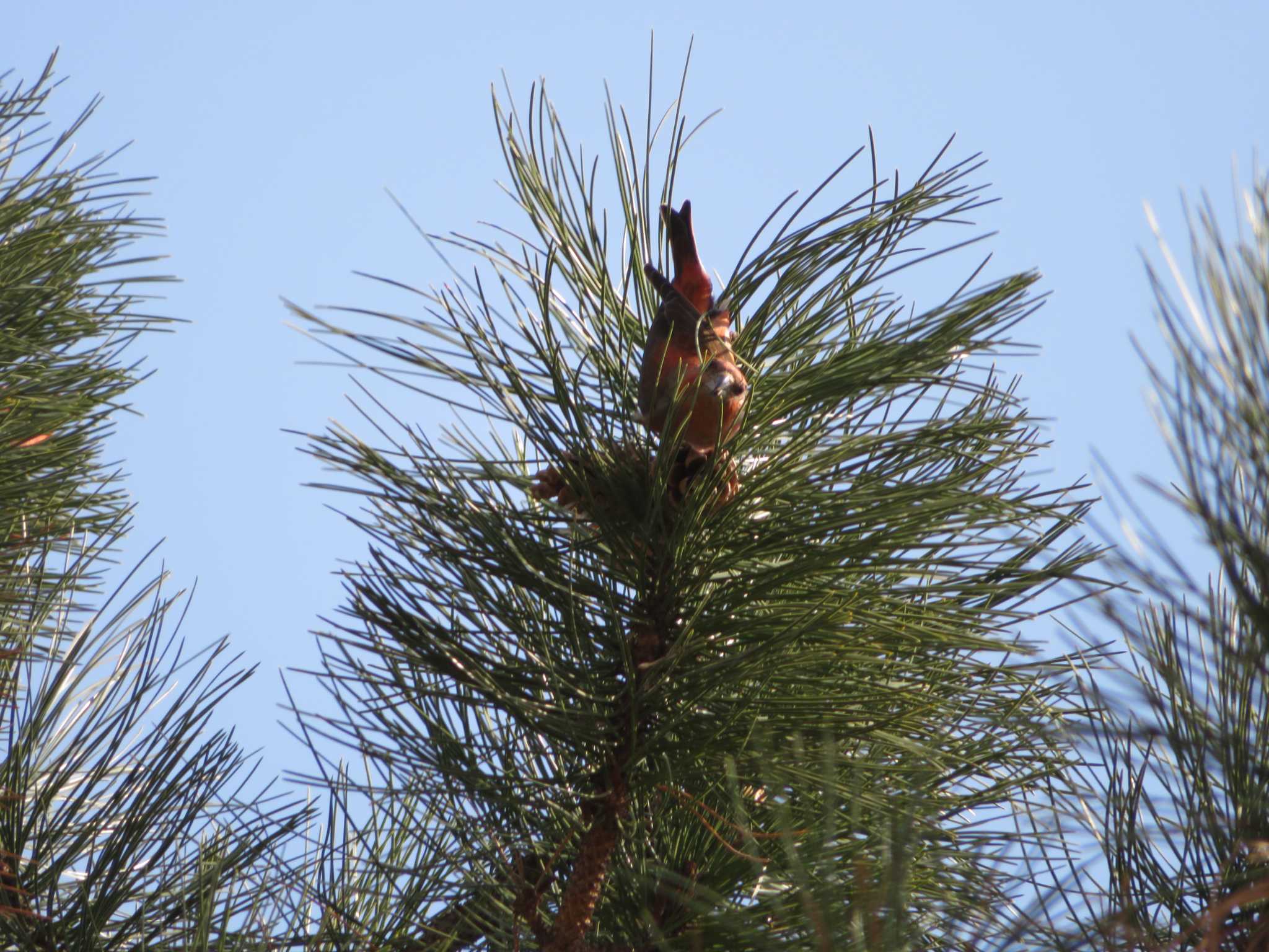 Photo of Red Crossbill at 中島公園 by ゴト