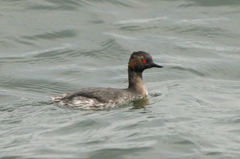 Black-necked Grebe Unknown Spots Sat, 4/13/2024