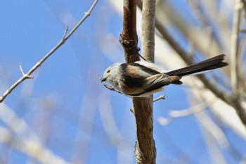 Long-tailed tit(japonicus) Unknown Spots Sat, 4/13/2024