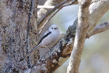 Long-tailed tit(japonicus) 苫小牧市;北海道 Sat, 4/13/2024