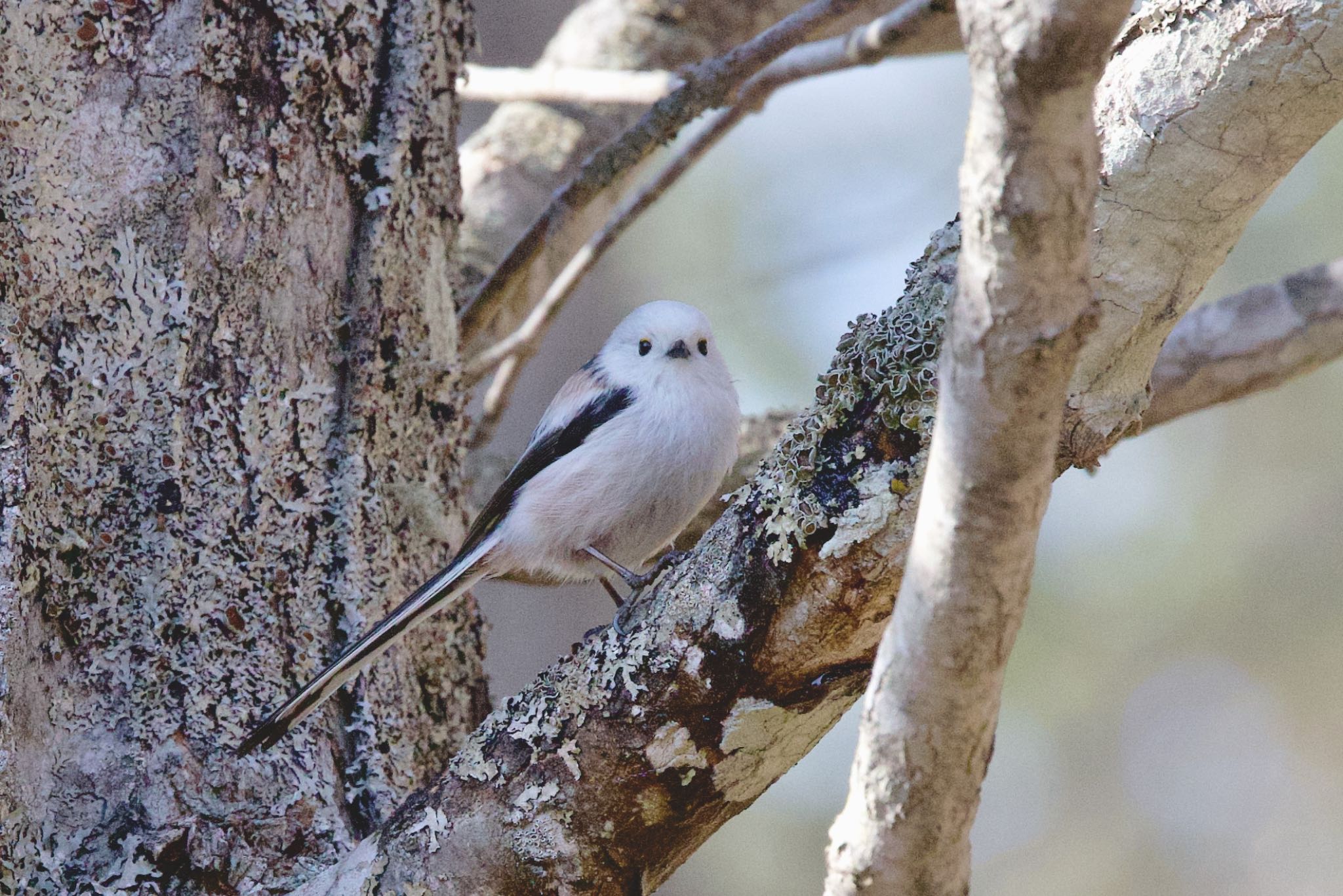 Photo of Long-tailed tit(japonicus) at 苫小牧市;北海道 by ウレシカ