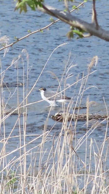 2024年4月13日(土) 南浅川の野鳥観察記録