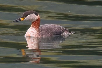 アカエリカイツブリ 奥駿河湾(沼津市) 2024年4月12日(金)