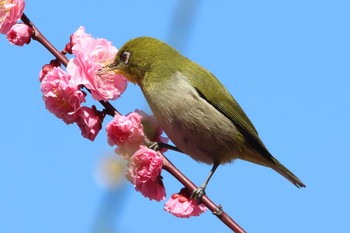 Warbling White-eye Osaka castle park Sun, 3/10/2024