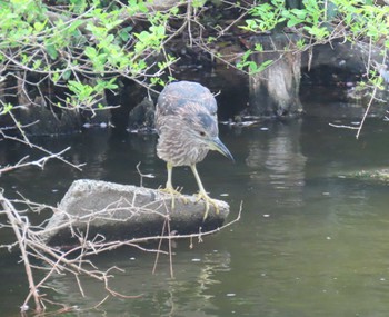 Black-crowned Night Heron 仙台堀川公園(江東区) Thu, 4/11/2024