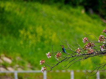 Common Kingfisher 京都市西京区 Sat, 4/13/2024