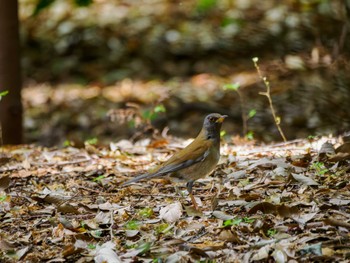 Pale Thrush 京都市西京区 Sat, 4/13/2024