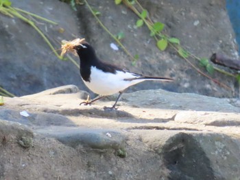 Japanese Wagtail 秦野市 Sat, 4/13/2024