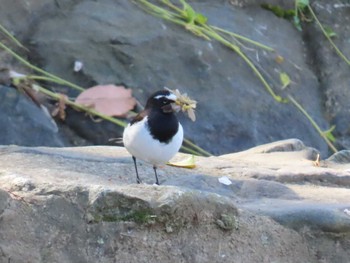 Japanese Wagtail 秦野市 Sat, 4/13/2024