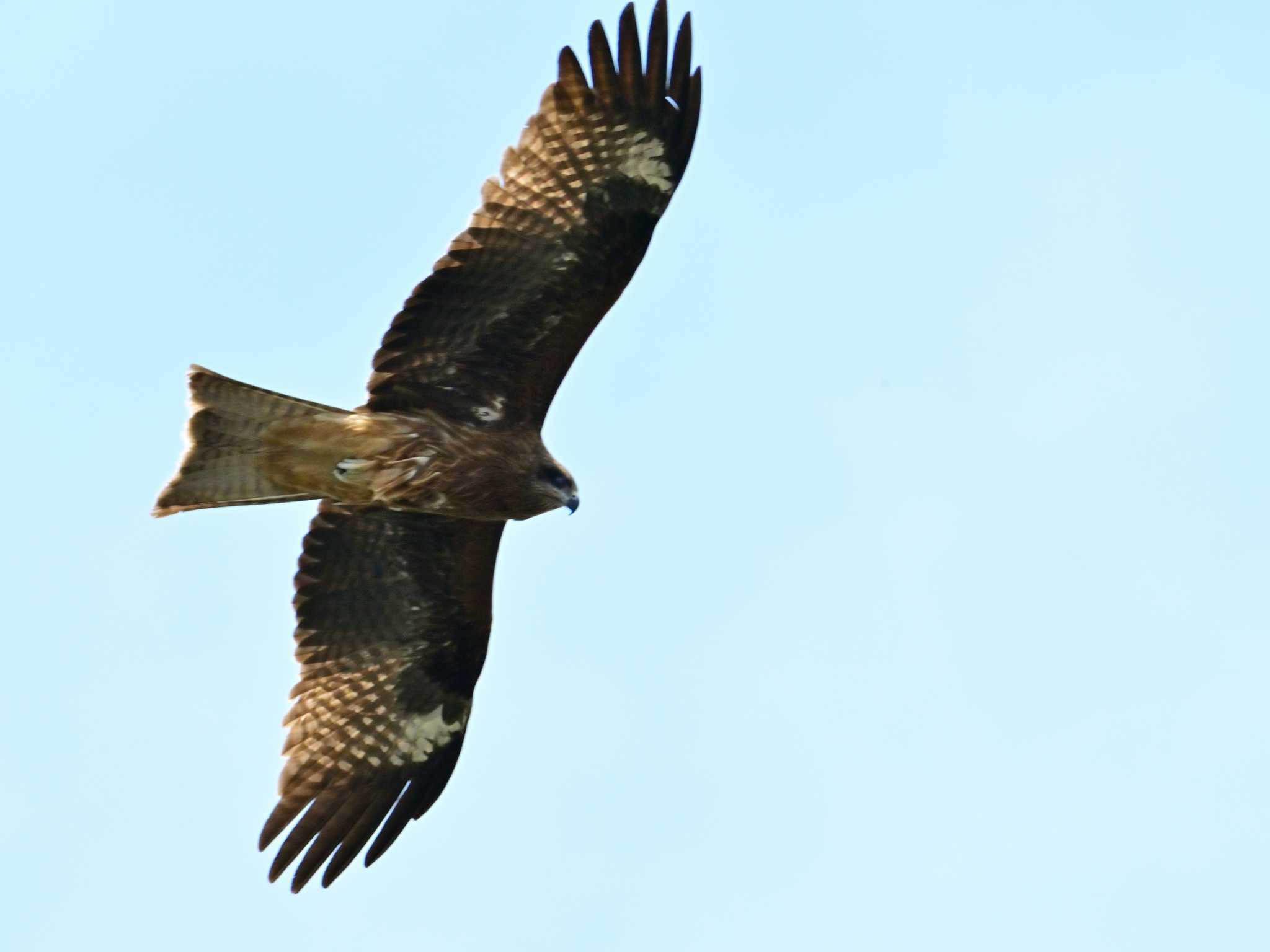 Black Kite